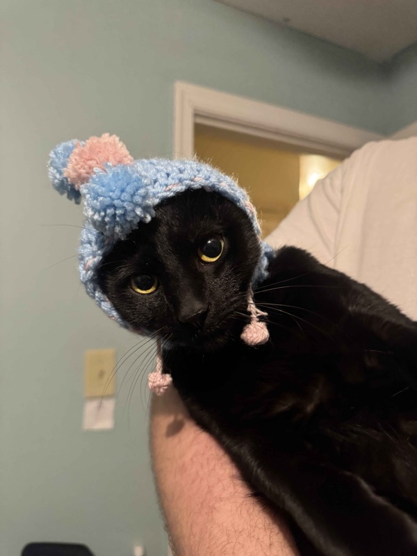 A black cat wearing a handmade crocheted hat with pom-poms